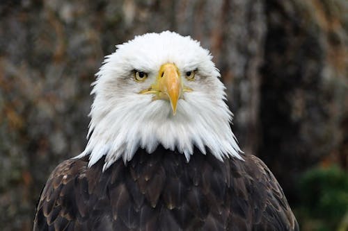 grátis águia Careca Americana Foto profissional