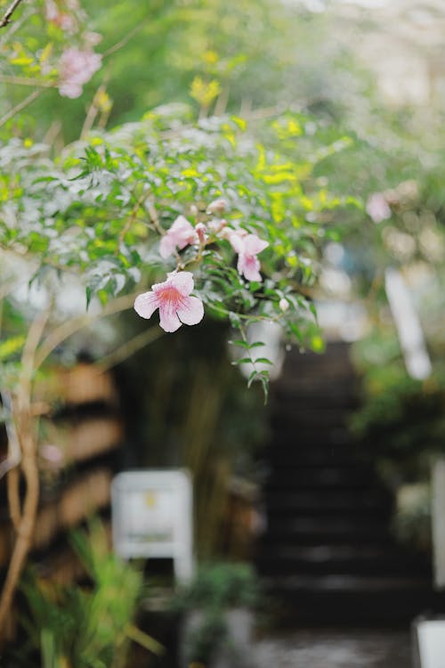 꽃, 분홍색 꽃, 수직 쐈어의 무료 스톡 사진