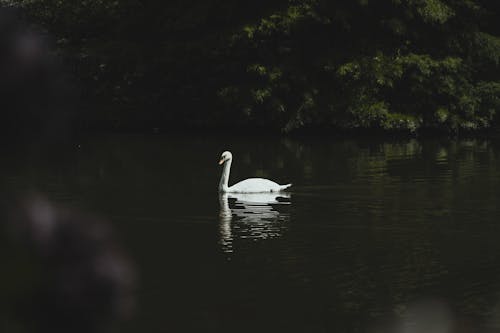 Swan Swimming in the Lake 
