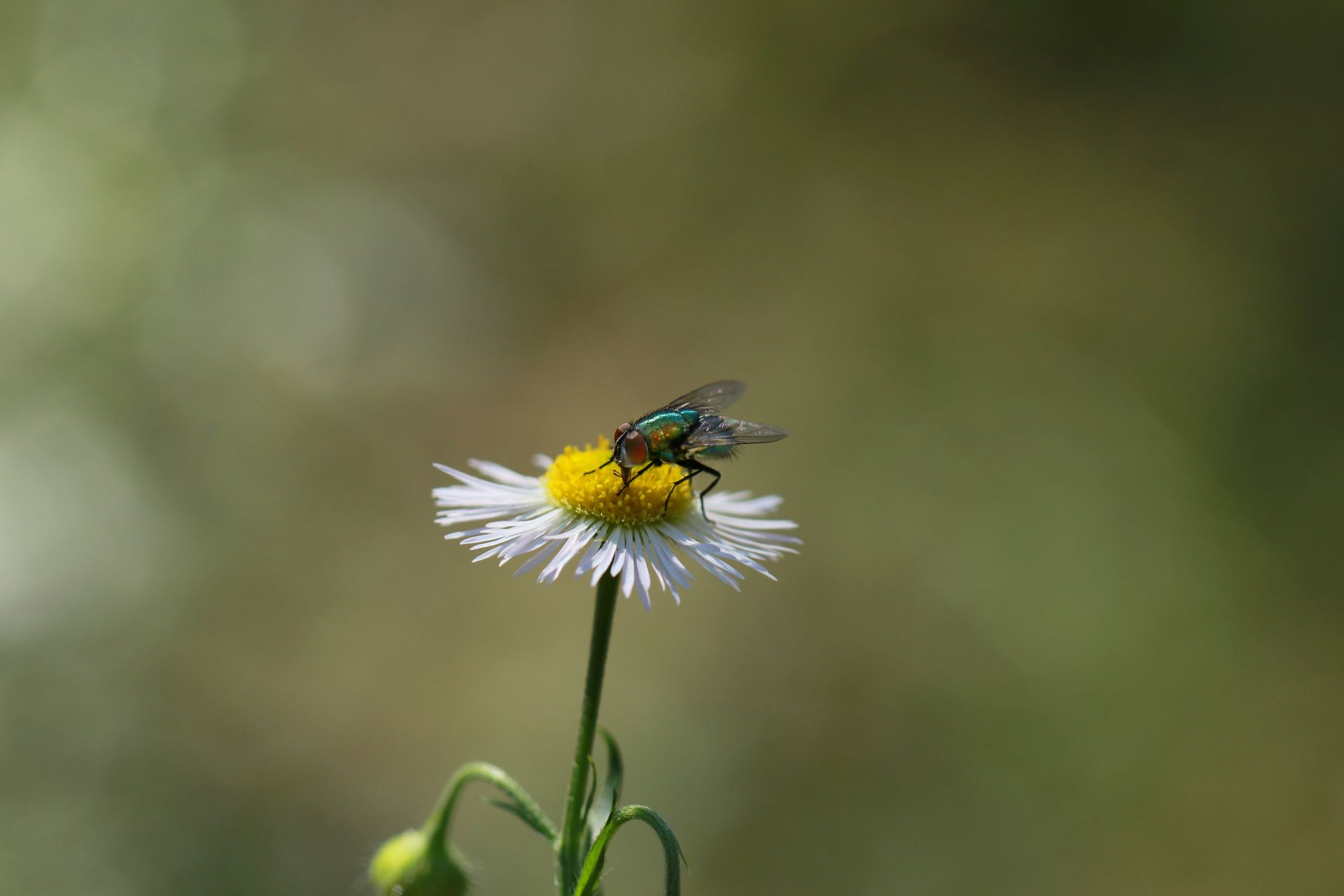 Macro photo of a fly resting on an oxeye daisy with a blurred green background, highlighting nature's beauty.