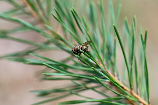 Close-Up Photograph of a Fly on a Leaf