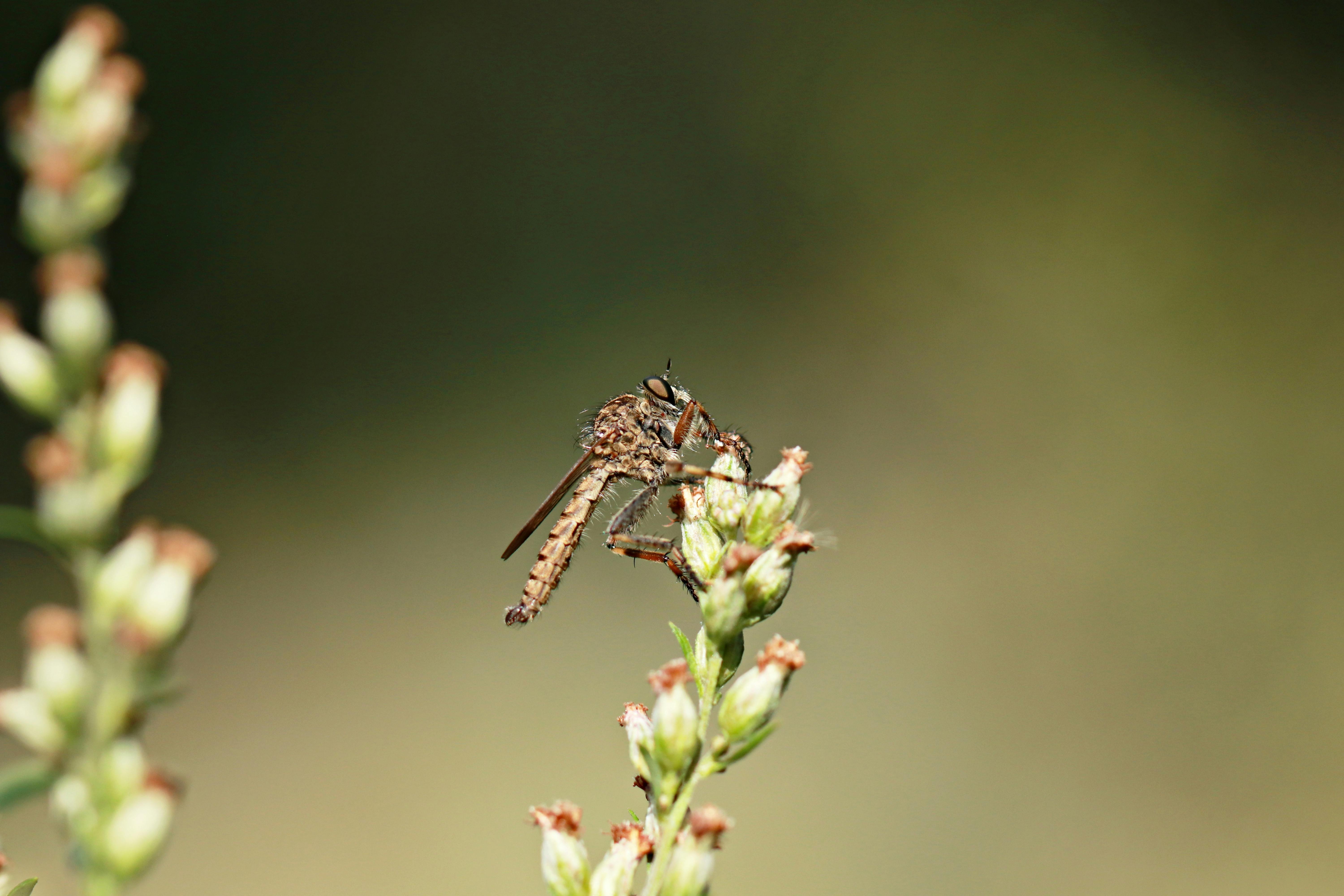 Brown Insect on Green Flower Buds · Free Stock Photo
