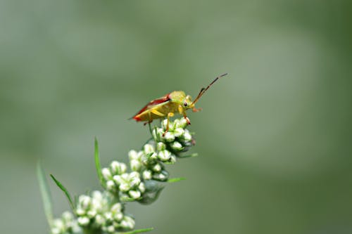 Gratis lagerfoto af antenner, birkeskjold bug, blomsterknopper