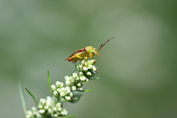 Stink Bug Perched On Flower Buds