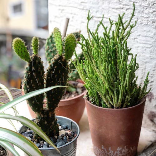 Foto profissional grátis de afiado, cacto, cuidado de planta