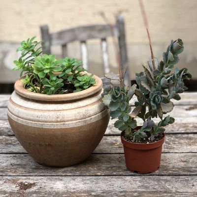 Terracotta pots planted with succulents on a weathered table — photo by Yakup Ersin Alisan on Pexels