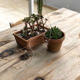 A trough planter and a round pot of succulents on a scrubbed table. Photo by Yakup Ersin Alisan on Pexels