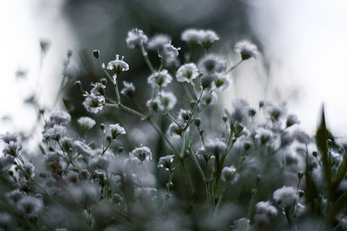 Beyaz çiçek, çiçek, güzel çiçekler içeren Ücretsiz stok fotoğraf