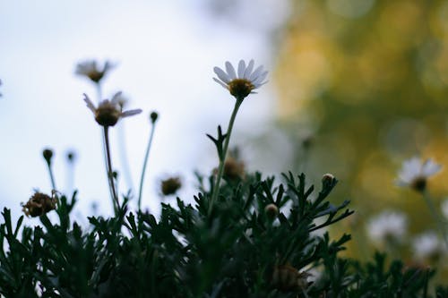 bahçe çiçeği, çiçek, doğa içeren Ücretsiz stok fotoğraf