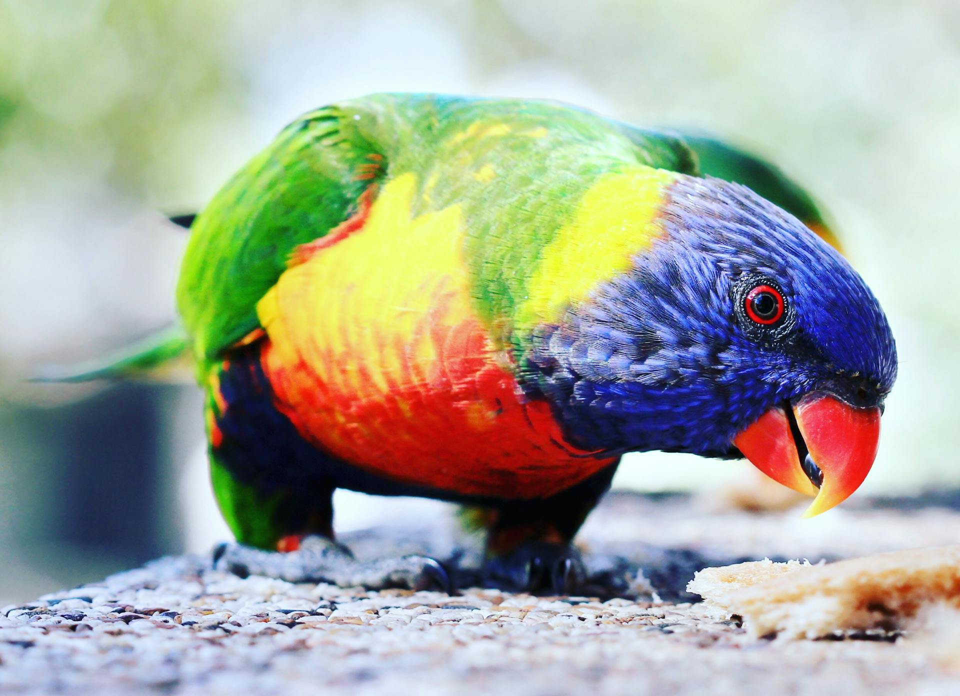 Colorful rainbow lorikeet perched outdoors in Docklands, Australia.