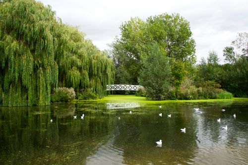 Free Lush green park with a white bridge over a lake in St Neots, England, featuring waterfowl and vibrant greenery. Stock Photo