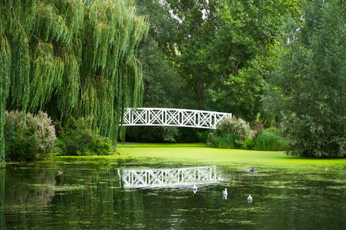 Free A serene scene of a white bridge over a tranquil pond in St Neots, England, surrounded by lush greenery. Stock Photo
