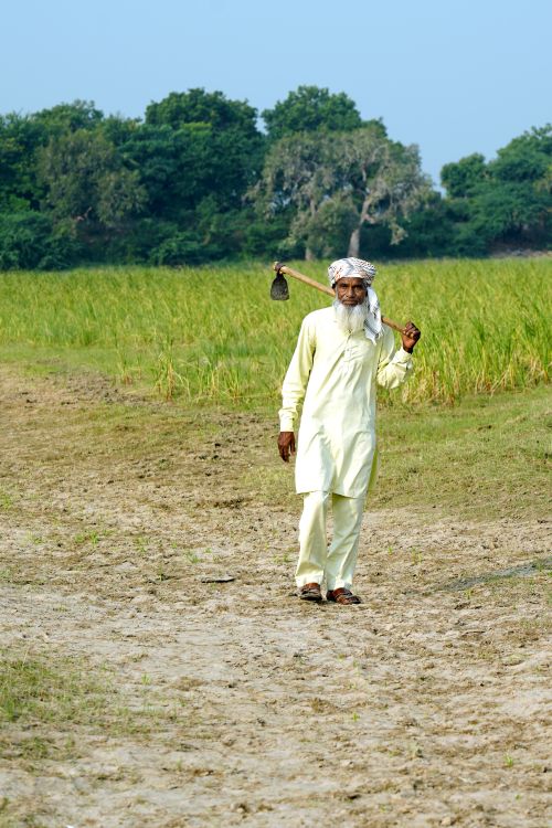 Free An elder farmer carrying a tool over his shoulder in a vibrant green field in India. Stock Photo