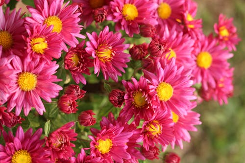 Gratis stockfoto met bloeien, bloemknoppen, chrysanten Stockfoto