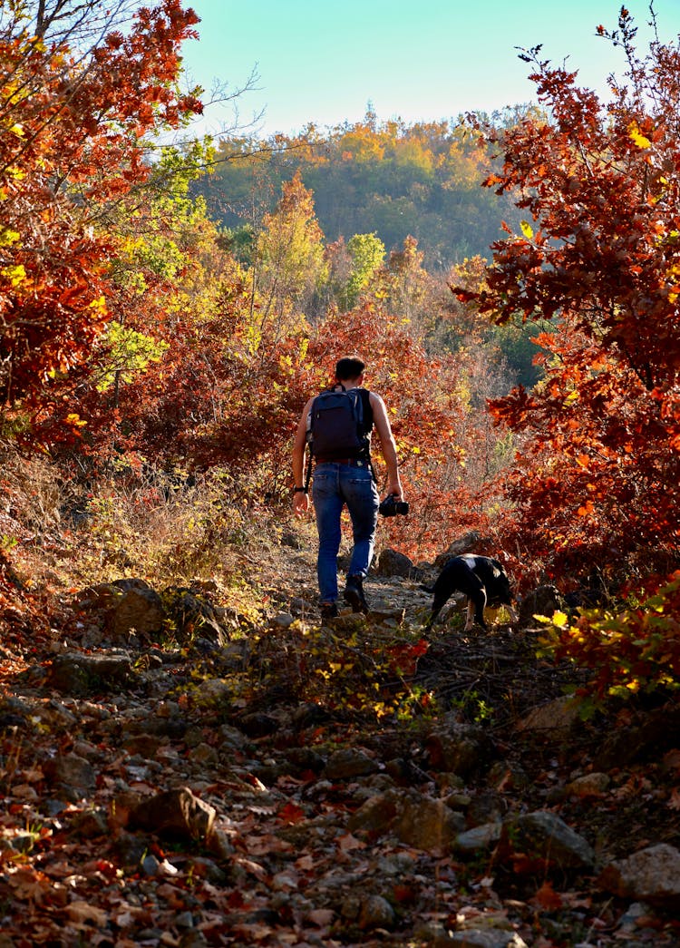 A Man With His Dog Hiking The Forest Hill