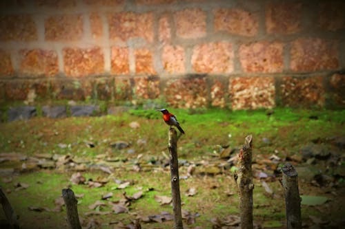Immagine gratuita di fotografia di uccelli, natura, natura meravigliosa