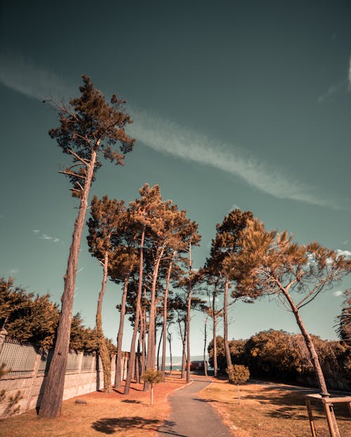 Imagine de stoc gratuită din arbori, cărare, fotografie cu unghi mic