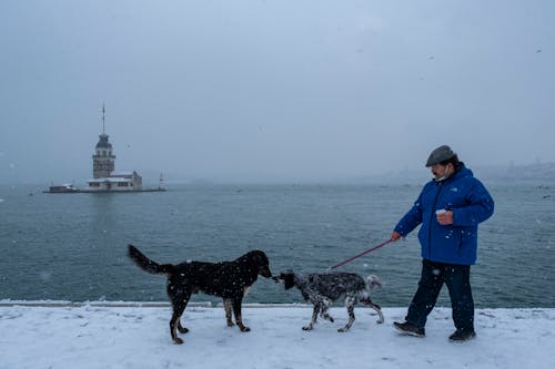Free Man in Blue Jacket Walking His Dog Out in the Snow Stock Photo