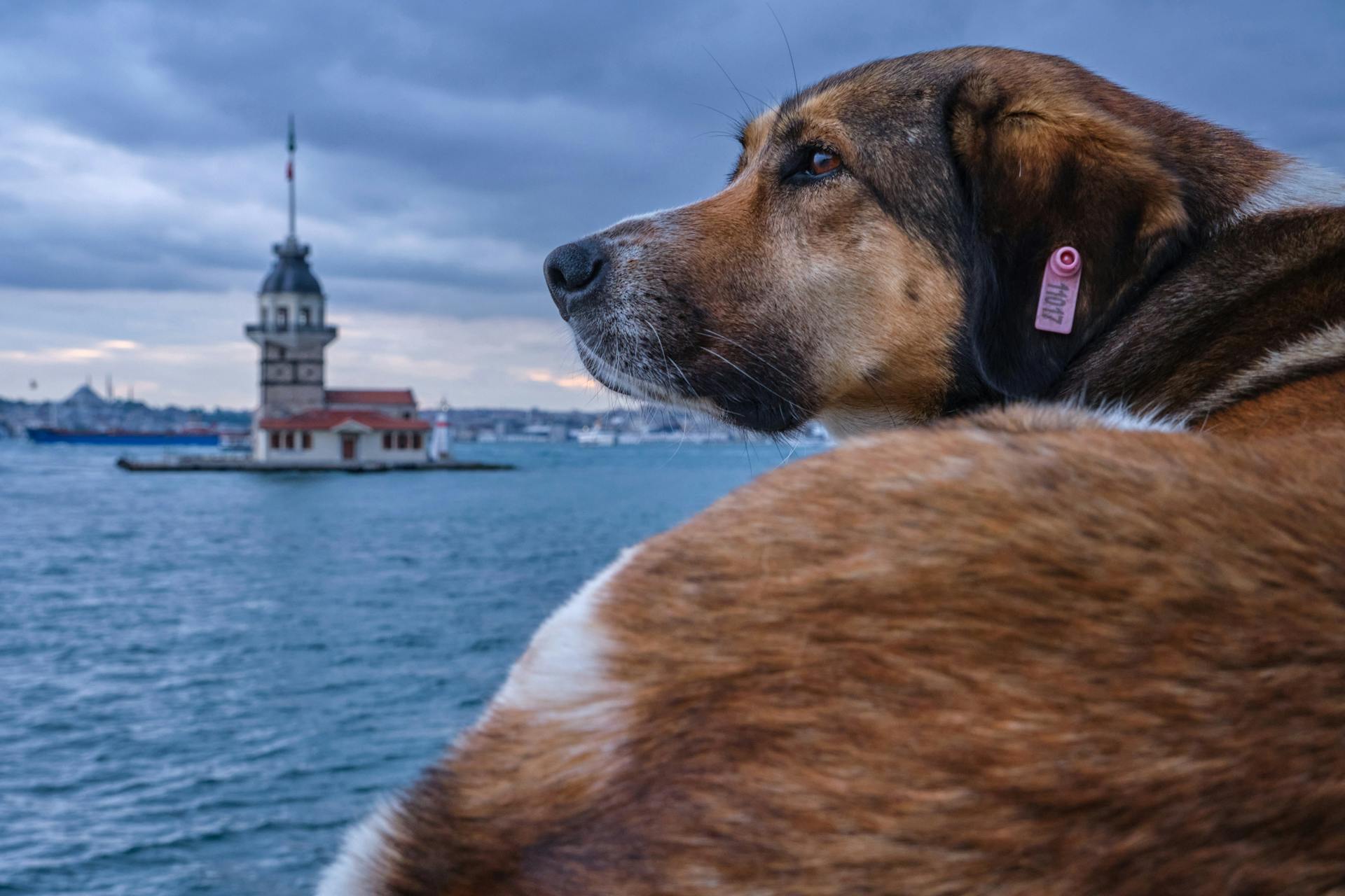 Chien brun avec une étiquette d'oreille