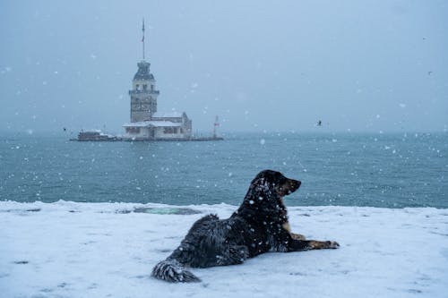 伊斯坦堡, 冬季, 冷 的 免費圖庫相片