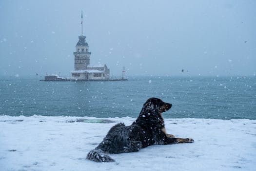 A serene winter scene of Istanbul's Maiden's Tower with a dog relaxing on the snowy shore.