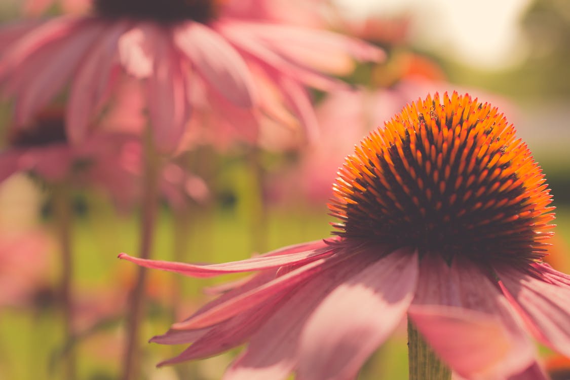 Pembe Coneflower Yakın çekim Fotoğrafçılığı