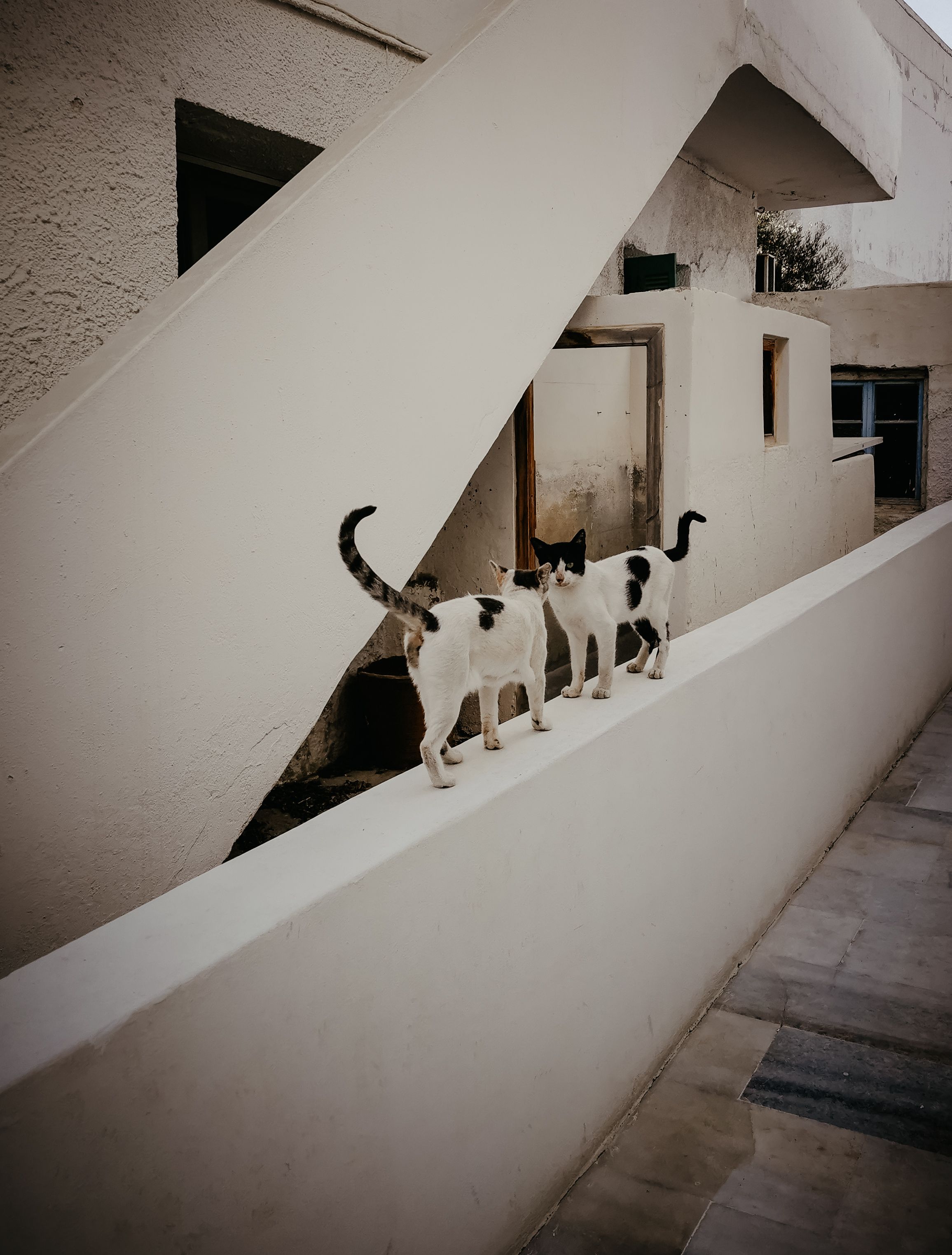Two cats playfully walking on a street wall in Antiparos, Greece.