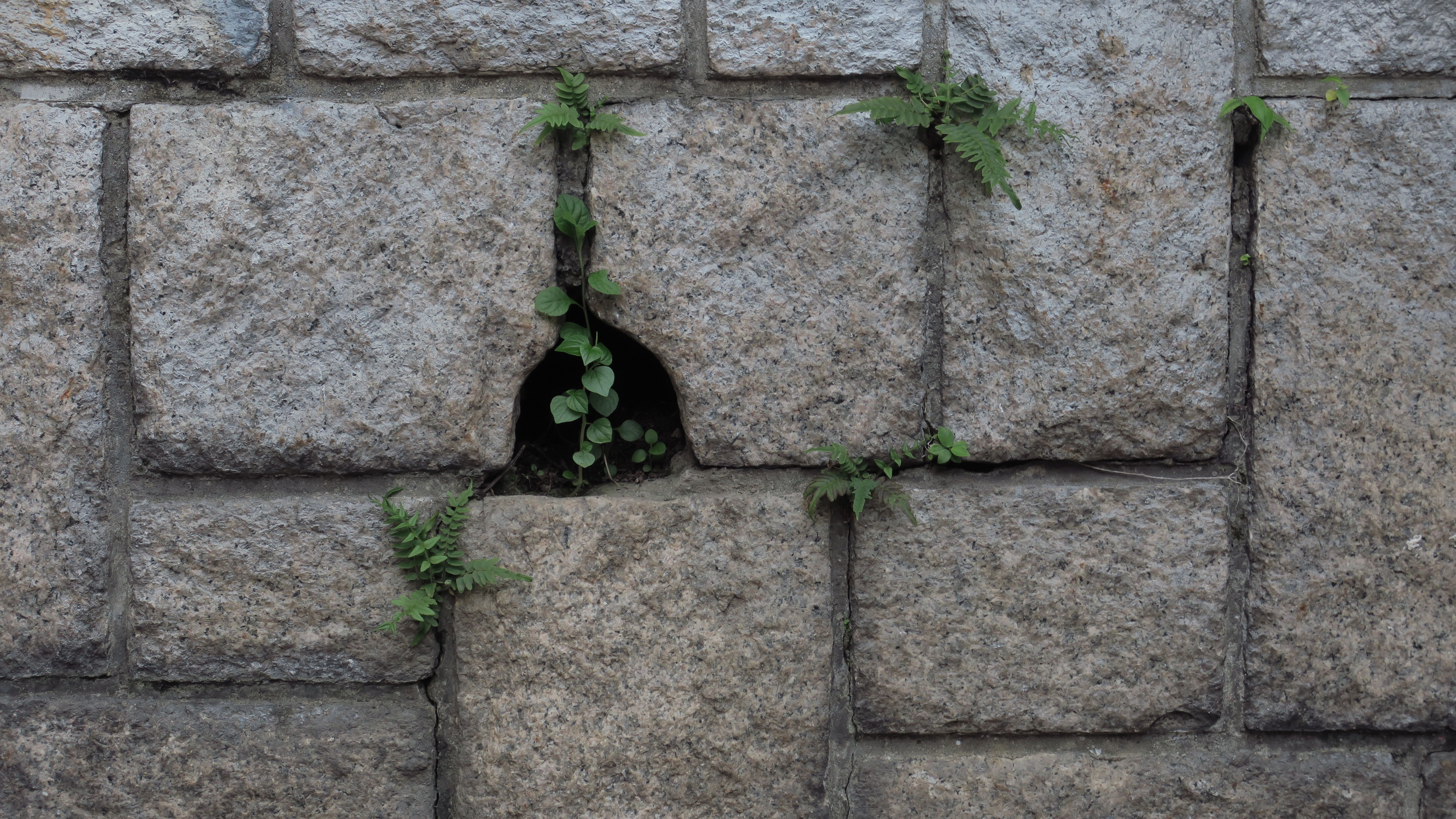 Substrat pour plantes d'intérieur : le guide complet pour choisir le terreau parfait qui transformer