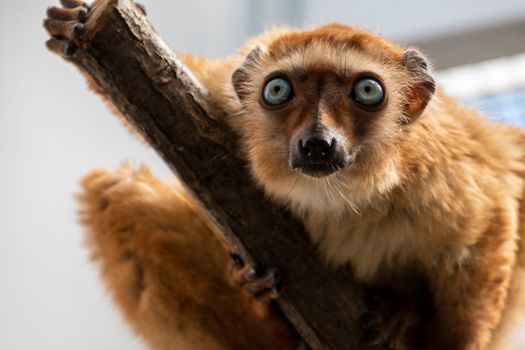 Ranomafana cloud forest lemurs — Madagascar