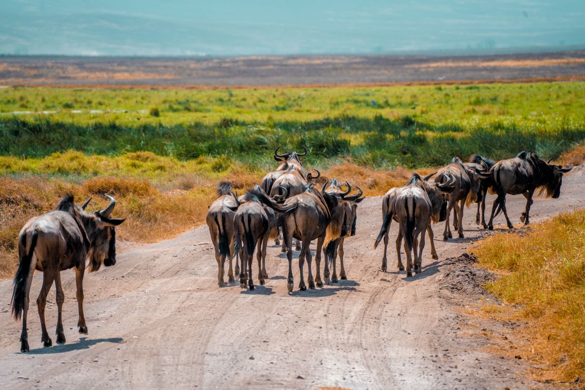 Wildebeest moving across safari country