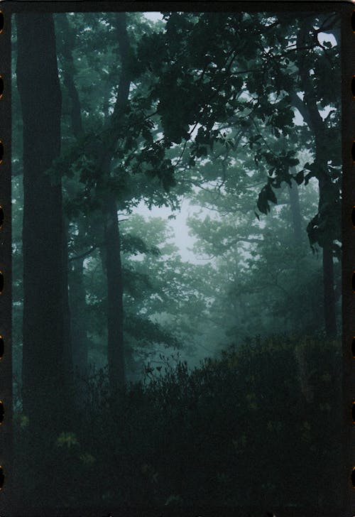 bezplatná Základová fotografie zdarma na téma les, příroda, stromy Základová fotografie