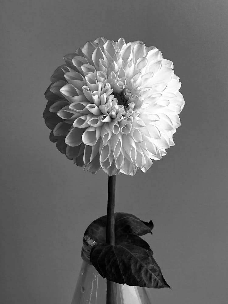 Black And White Picture Of A Single Dahlia Flower 