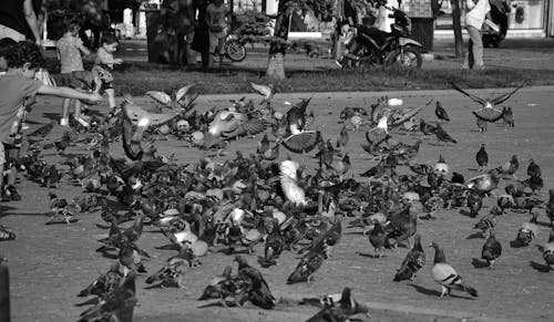 Free stock photo of bird, black-and-white, bnw