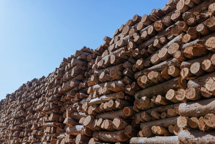 Tree Logs In A Lumberyard