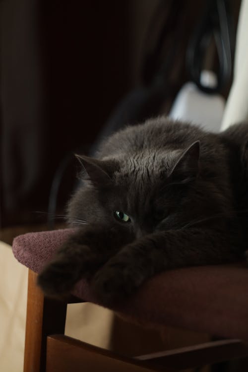 A Black Cat on a Chair 