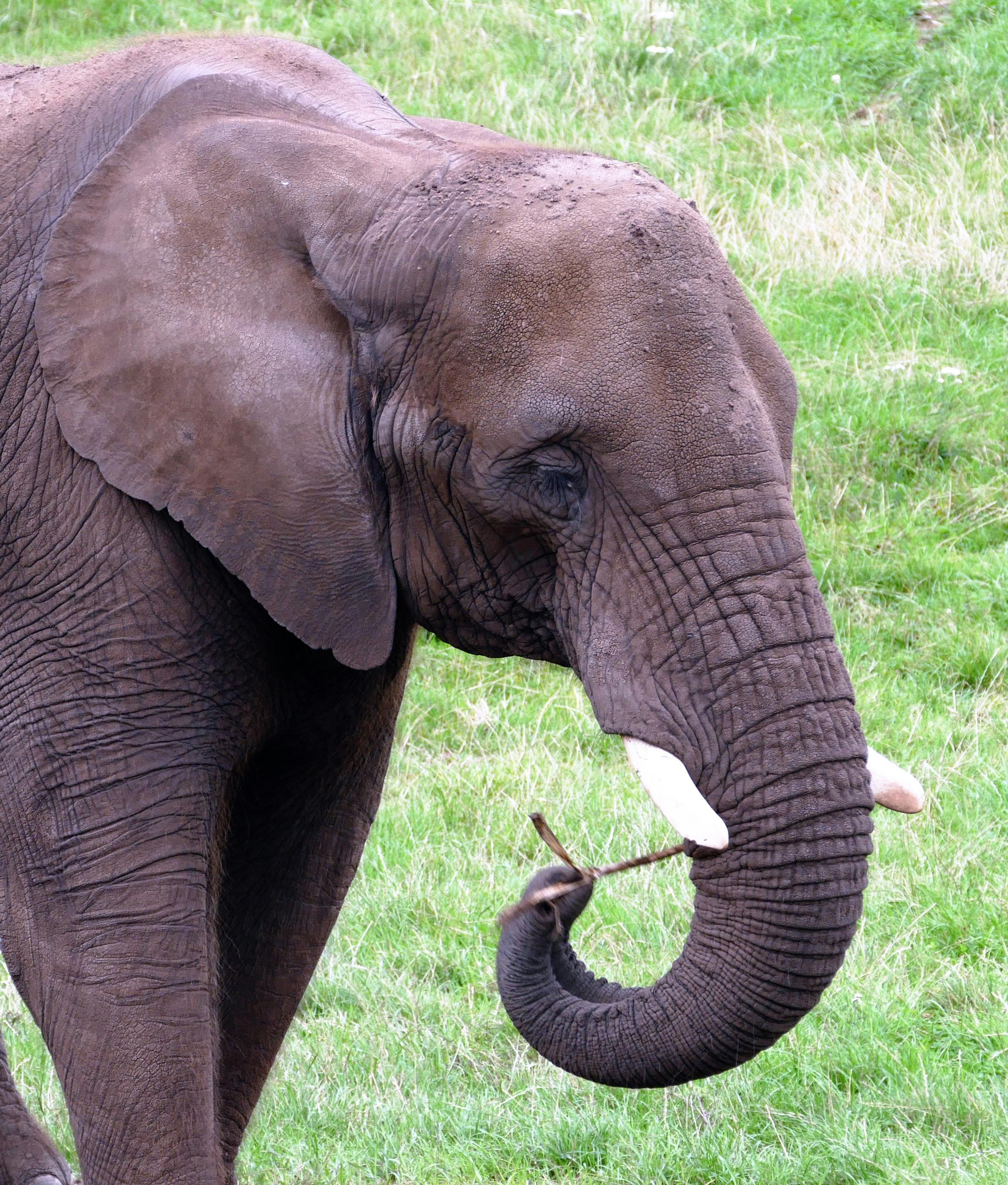 Photography Of Brown Elephant Free Stock Photo   Pexels Photo 133393 