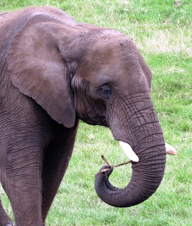 бесплатная Серый слон идет по траве поля Стоковое фото
