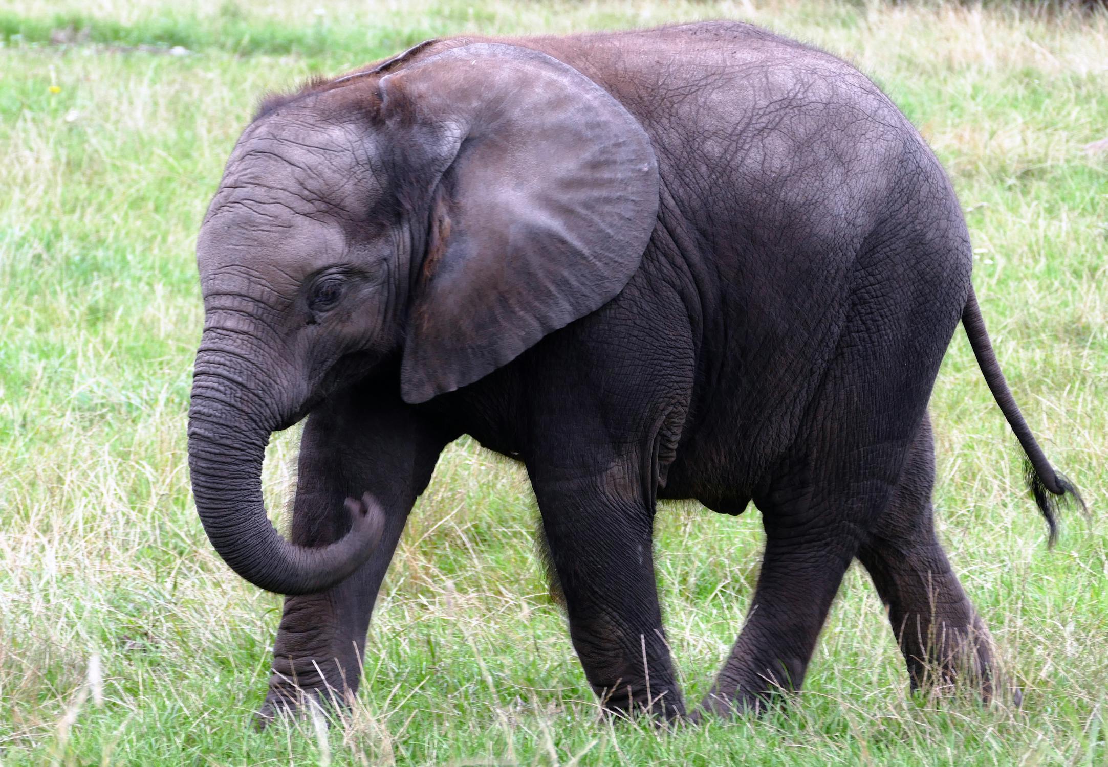 Elephant Photo by Anthony : ) from Pexels: https://www.pexels.com/photo/elephant-calf-133394/