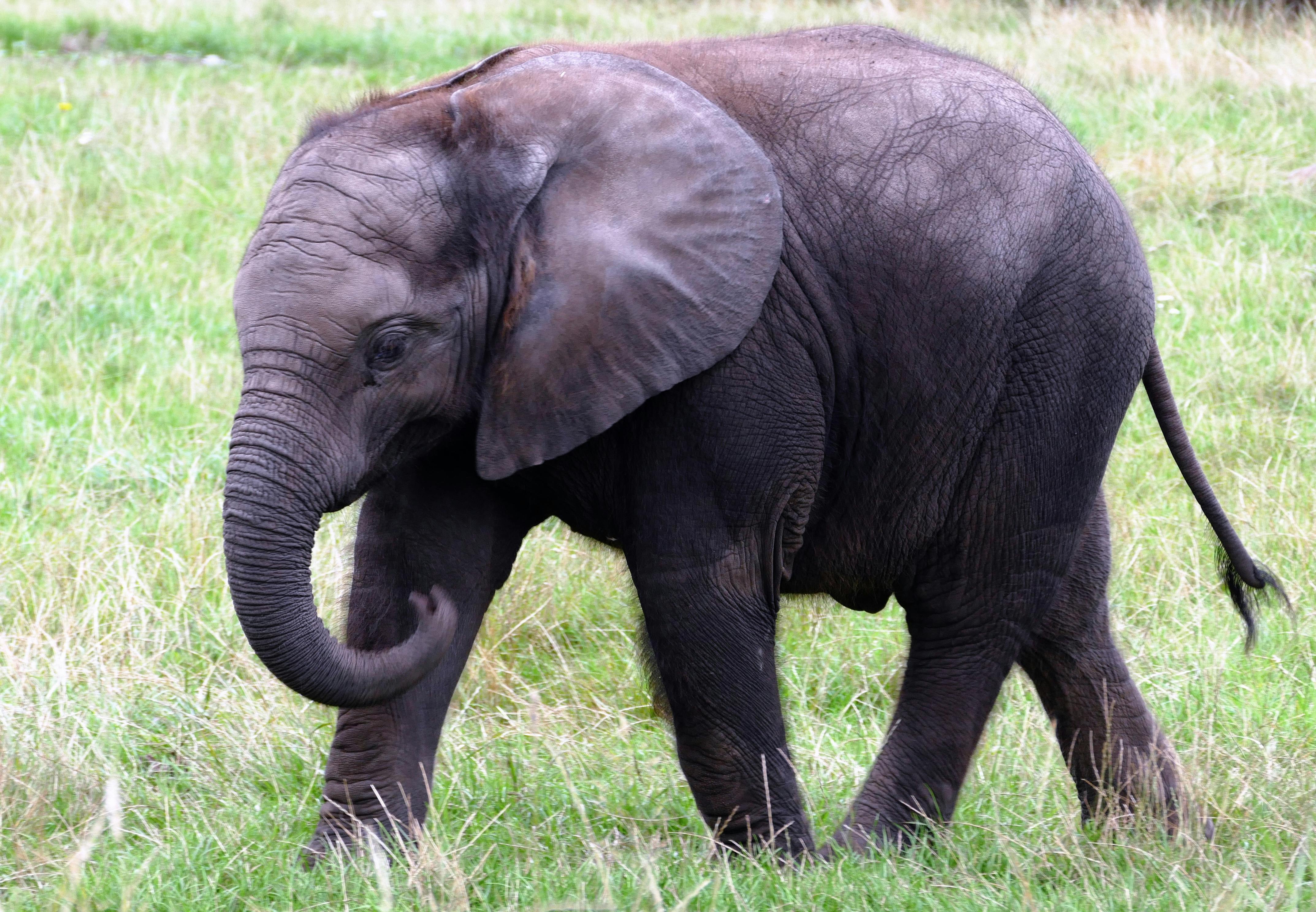 large cuddly elephant