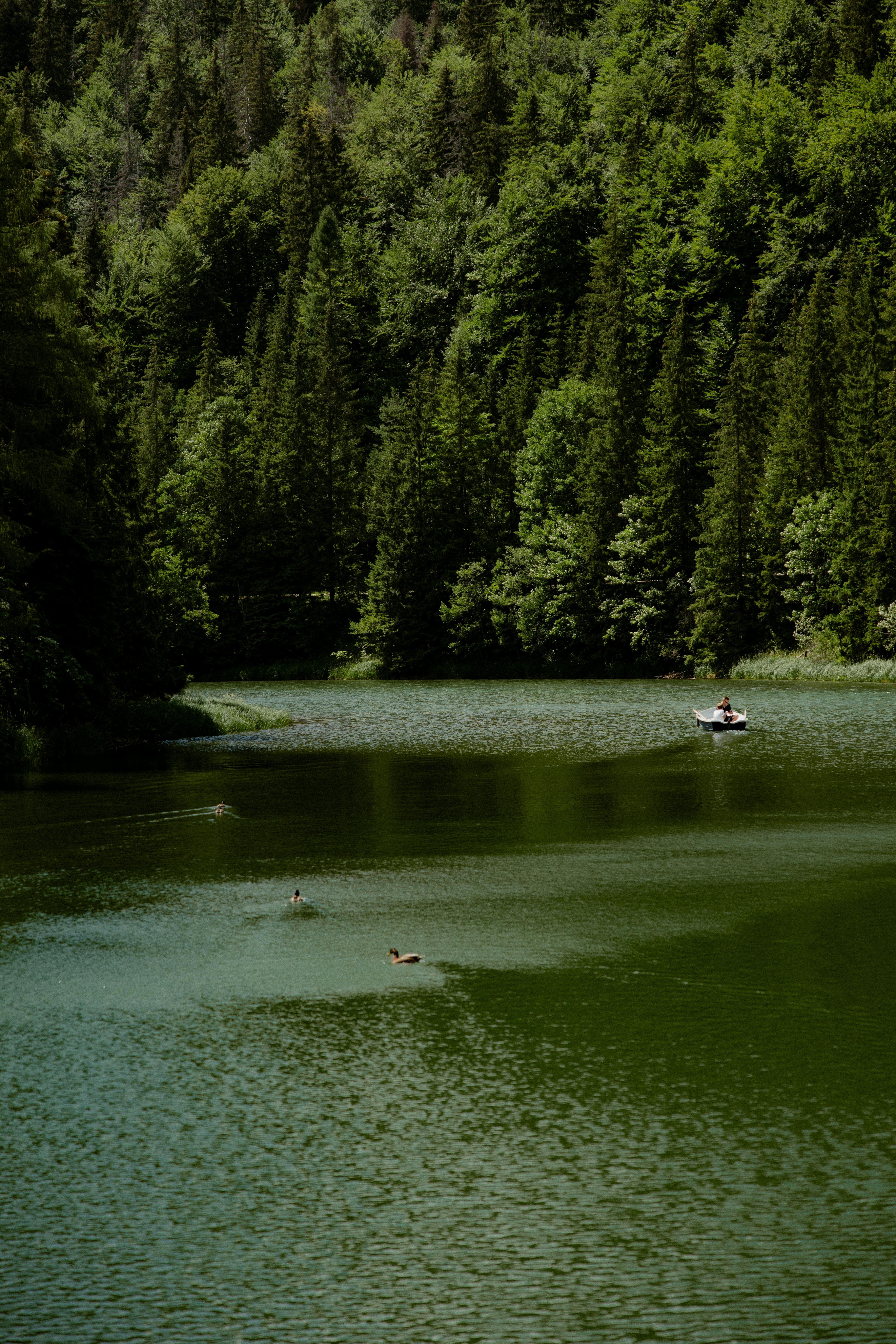 A tranquil lake surrounded by dense forest, featuring ducks and a rowboat.