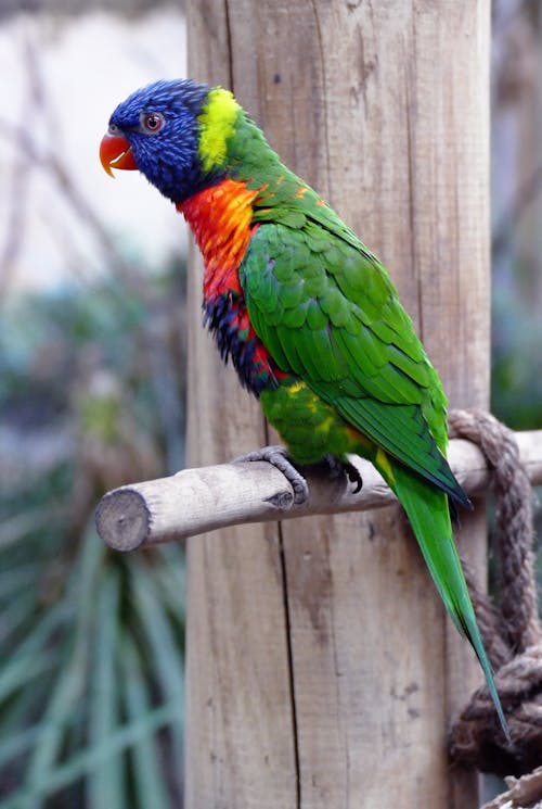 Free Blue and Green Parrot Stock Photo