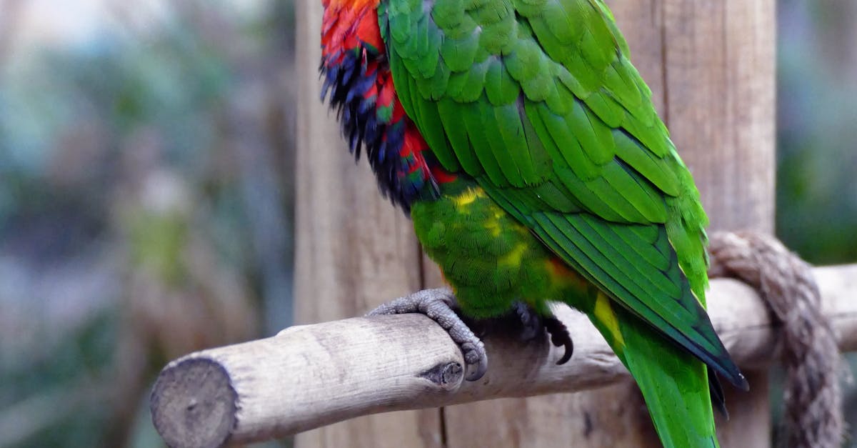 Loros azules y verdes.