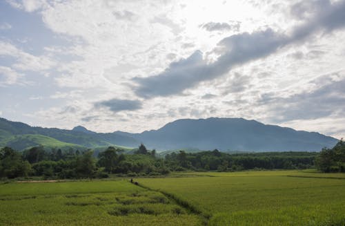 Green Rice Field Under Cloudy Sky