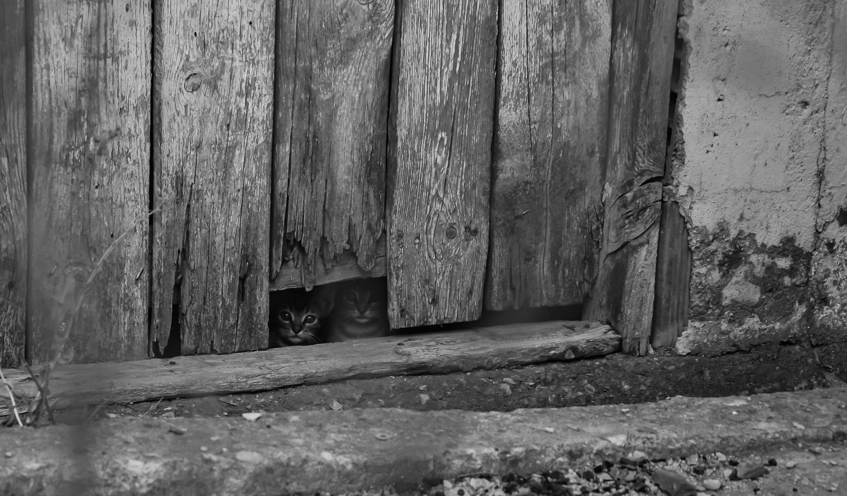 where-do-cats-hide-their-kittens-outside-comprehensive-answer