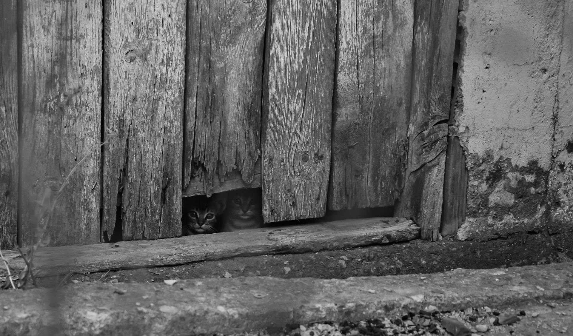 Kittens Hiding Behind a Wooden Wall