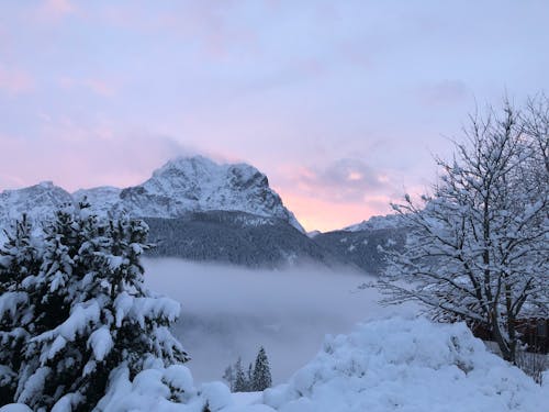Foto d'estoc gratuïta de alba, arbres nevats, boira