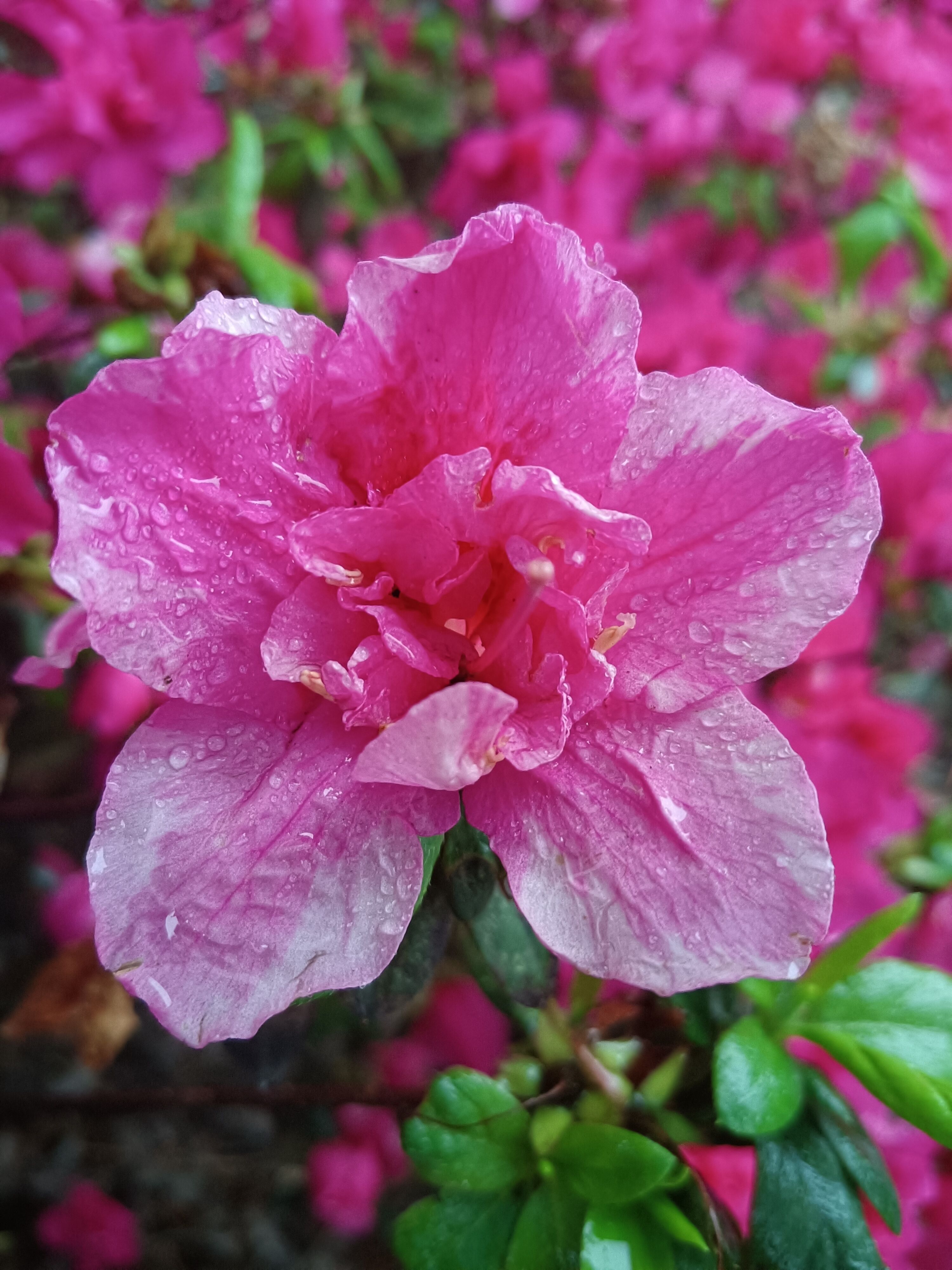 Pink Azaleas Pink Azalea Flowers in Bloom · Free Stock Photo