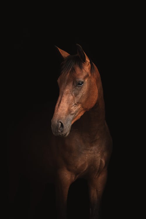 Fotos de stock gratuitas de animal, caballo, équidos