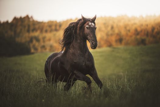 A stunning black horse running freely in a sunlit meadow.