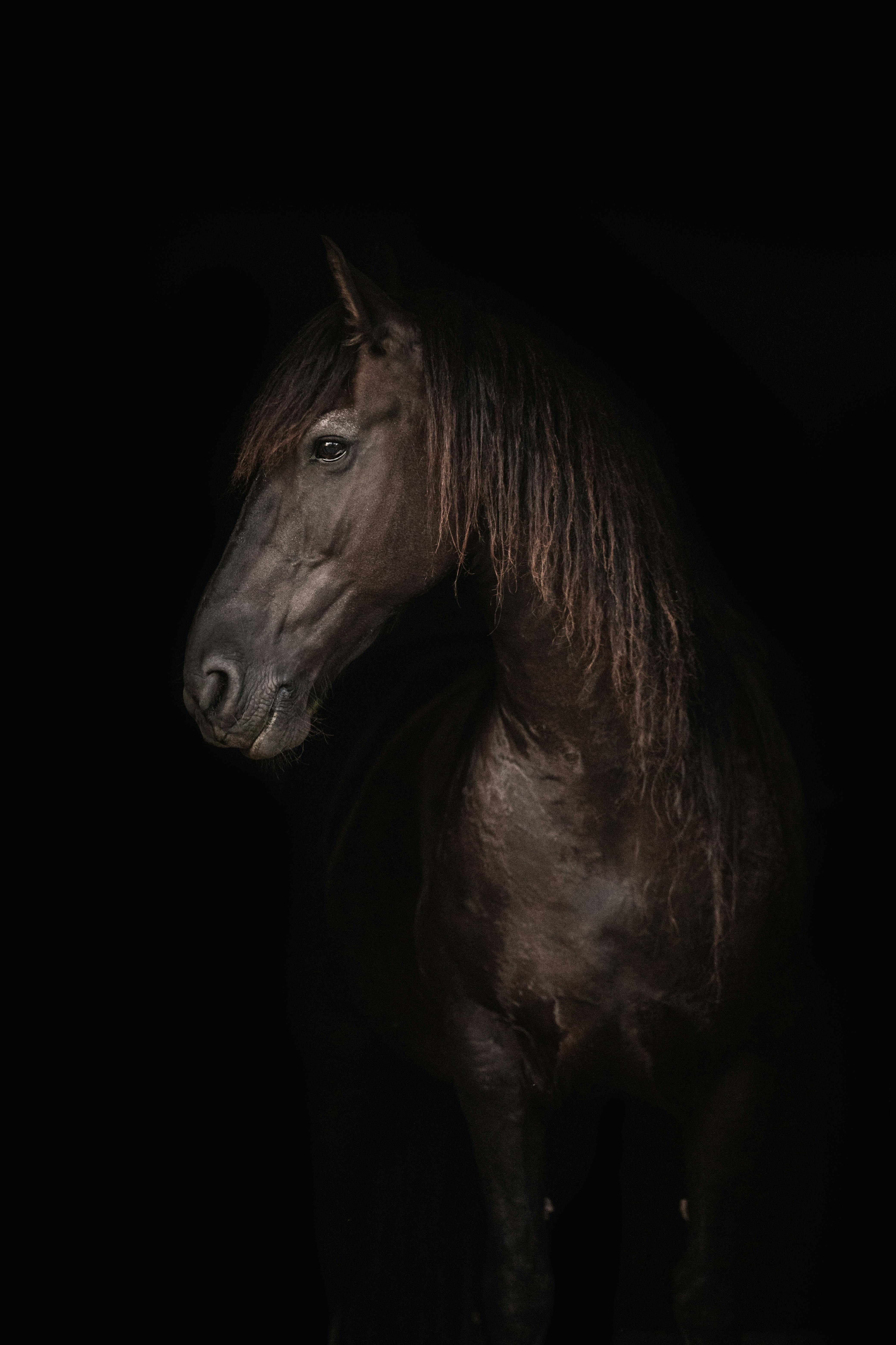 Black stallion 1080P, 2K, 4K, 5K HD wallpapers free download | Wallpaper  Flare